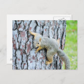 Eichhörnchen, die einen Baum kriechen Postkarte (Vorne/Hinten)