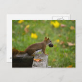 Eichhörnchen-Dieb Postkarte (Vorne/Hinten)