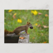 Eichhörnchen-Dieb Postkarte (Vorderseite)