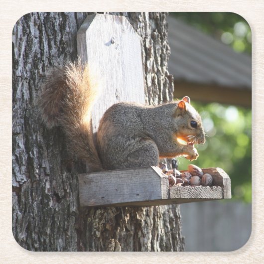 Eichhörnchen Drink Untersetzer (Vorderseite)