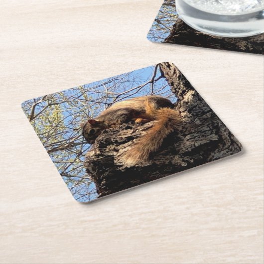 Eichhörnchen Drink Untersetzer (angewinkelt)