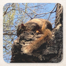 Eichhörnchen Drink Untersetzer