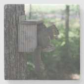 Eichhörnchen Drink Untersetzer (Vorderseite)