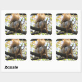 Eichhörnchen Eating Nut on Treff Branch Niedlich S Quadratischer Aufkleber (Blatt)