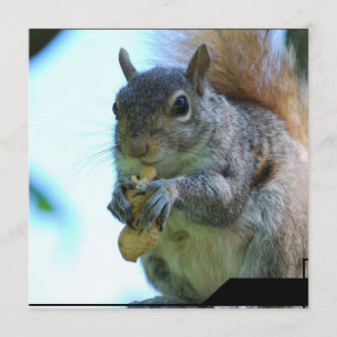 Eichhörnchen Einladung