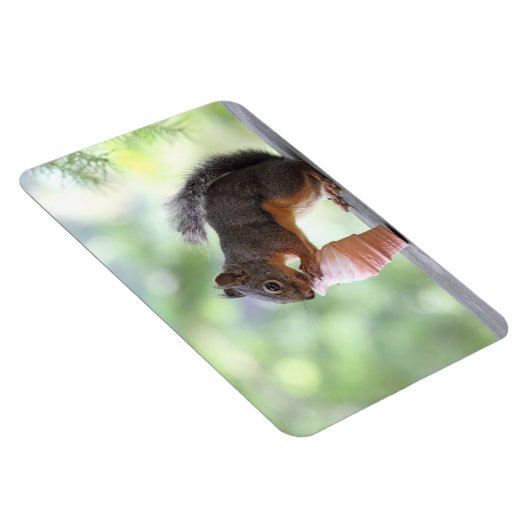 Eichhörnchen Eis-Creme Magnet (Rechte Seite)