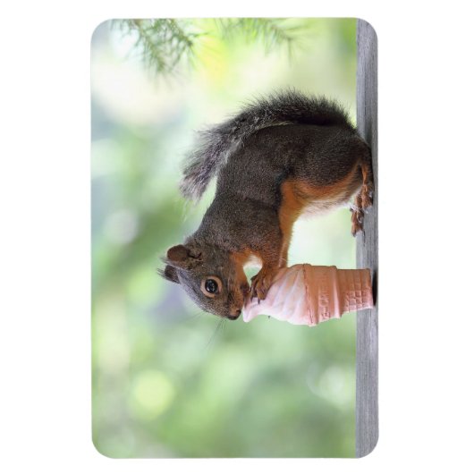 Eichhörnchen Eis-Creme Magnet (Vertikal)