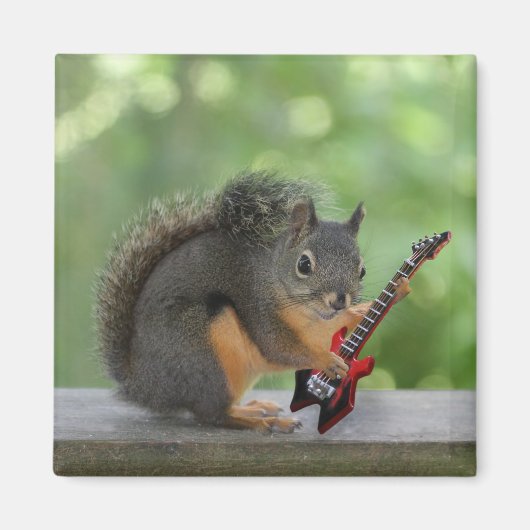 Eichhörnchen, Elektrische Gitarre spielen Magnet (Vorne)