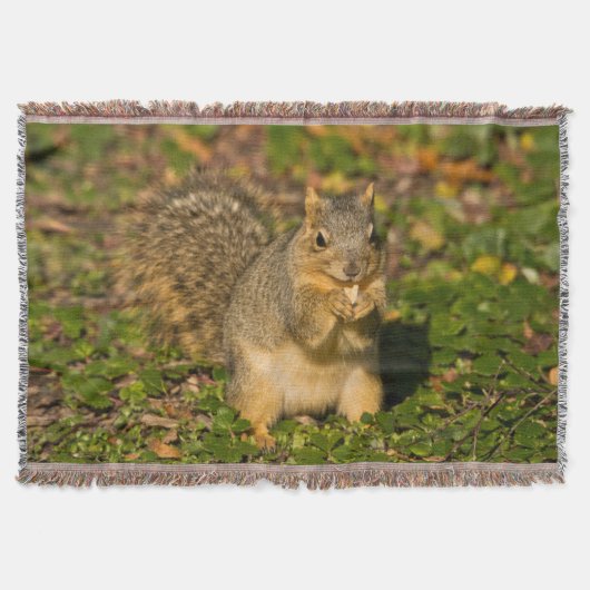 Eichhörnchen, Erdnuss, Kristallspinge Decke (Vorderseite)