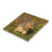 Eichhörnchen, Erdnuss, Kristallspinge Fliese (Seite)