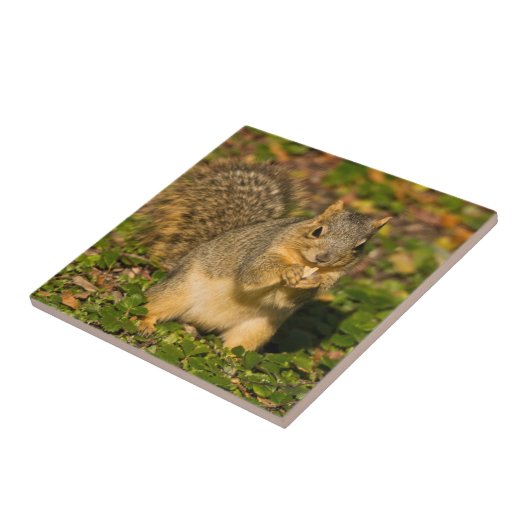 Eichhörnchen, Erdnuss, Kristallspinge Fliese (Seite)