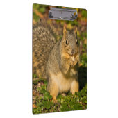 Eichhörnchen, Erdnuss, Kristallspinge Klemmbrett (Rechts)