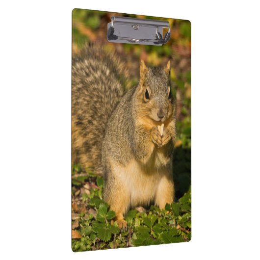 Eichhörnchen, Erdnuss, Kristallspinge Klemmbrett (Rechts)