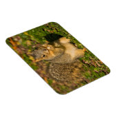 Eichhörnchen, Erdnuss, Kristallspinge Magnet (Rechte Seite)