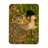 Eichhörnchen, Erdnuss, Kristallspinge Magnet (Vertikal)