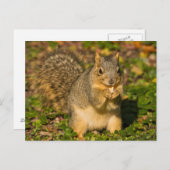 Eichhörnchen, Erdnuss, Kristallspinge Postkarte (Vorne/Hinten)