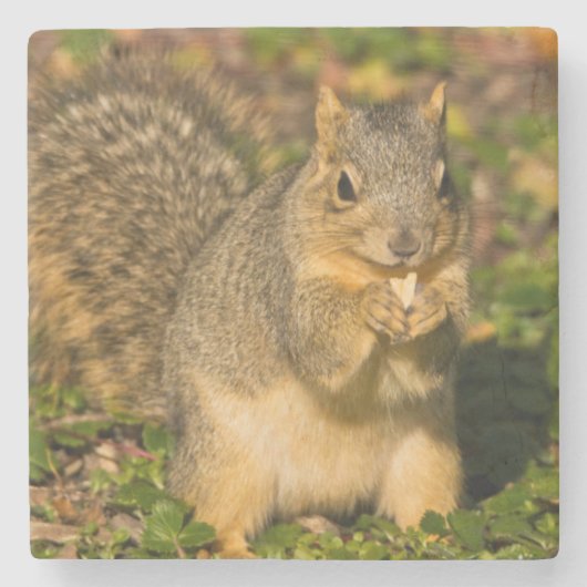 Eichhörnchen, Erdnuss, Kristallspinge Steinuntersetzer (Vorderseite)