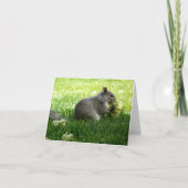 Eichhörnchen essen Blume (Vorderseite)