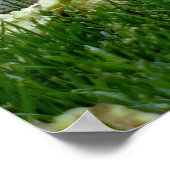 Eichhörnchen essen Blume Poster (Ecke)