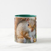 Eichhörnchen essen tasse (Zentrum)