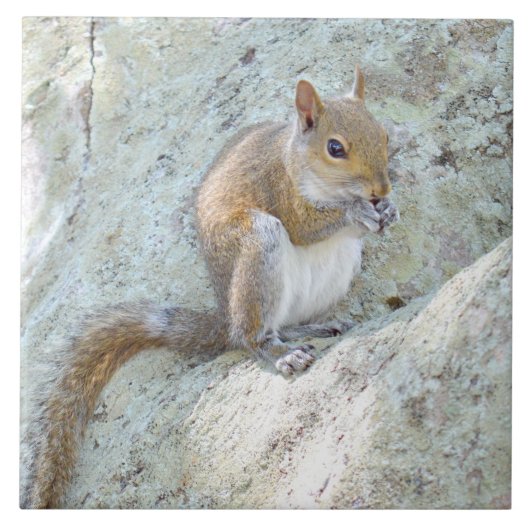 Eichhörnchen essen Tile Fliese (Vorderseite)