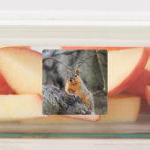 Eichhörnchen Etiketten (Befestigt)