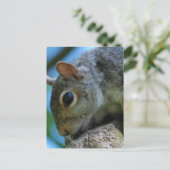 Eichhörnchen-Face-Postkarten Postkarte (Stehend Vorderseite)