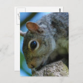 Eichhörnchen-Face-Postkarten Postkarte (Vorne/Hinten)