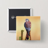 Eichhörnchen, Falco sparverius, Ureinwohner der US Button (Vorne & Hinten)