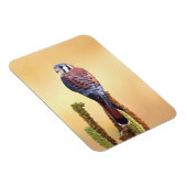 Eichhörnchen, Falco sparverius, Ureinwohner der US Magnet (Rechte Seite)