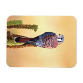 Eichhörnchen, Falco sparverius, Ureinwohner der US Magnet (Horizontal)