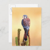 Eichhörnchen, Falco sparverius, Ureinwohner der US Postkarte (Vorne/Hinten)