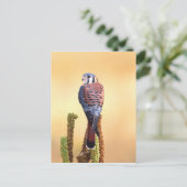 Eichhörnchen, Falco sparverius, Ureinwohner der US Postkarte (Stehend Vorderseite)