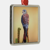 Eichhörnchen, Falco sparverius, Ureinwohner der US Silbernes Ornament (Rechts)