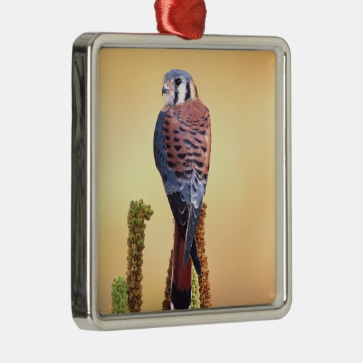 Eichhörnchen, Falco sparverius, Ureinwohner der US Silbernes Ornament (Rechts)