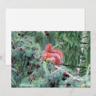 Eichhörnchen Feiertagskarte