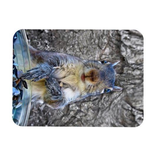 Eichhörnchen-Flexmagnet 3 x 4 Magnet (Horizontal)