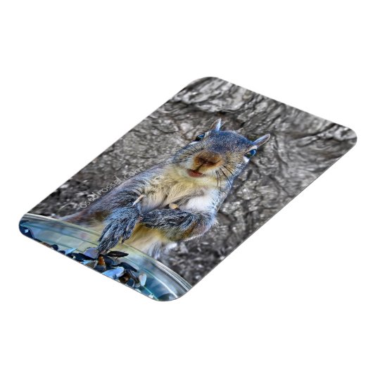 Eichhörnchen-Flexmagnet 3 x 4 Magnet (Linke Seite)