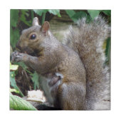 Eichhörnchen Fliese (Vorderseite)