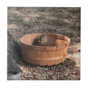 Eichhörnchen Fliese