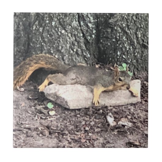 Eichhörnchen Fliese (Vorderseite)