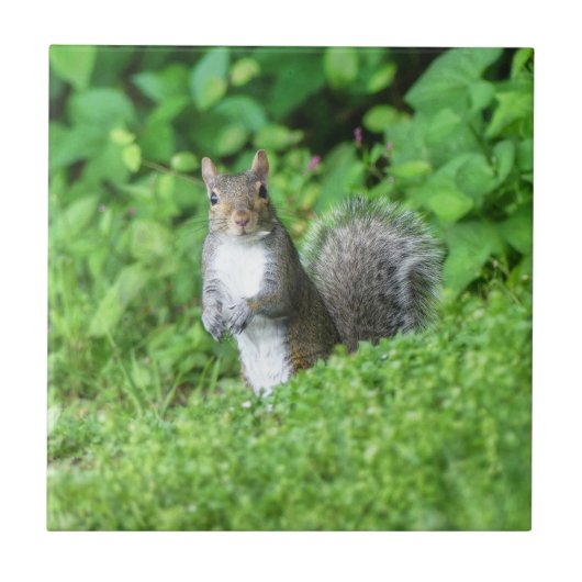 Eichhörnchen Fliese (Vorderseite)