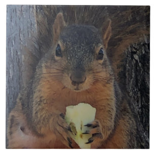 Eichhörnchen Fliese