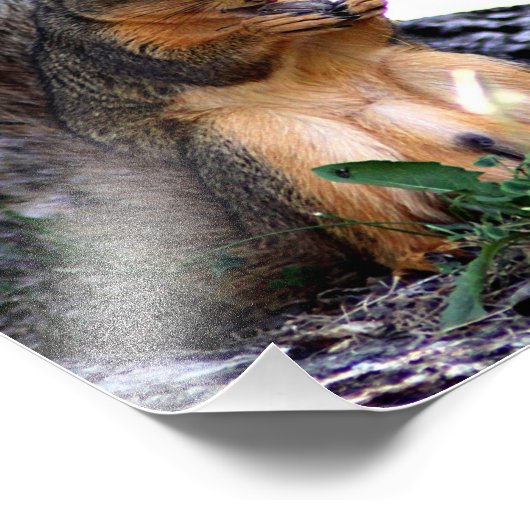 Eichhörnchen-Foto Fotodruck (Ecke)