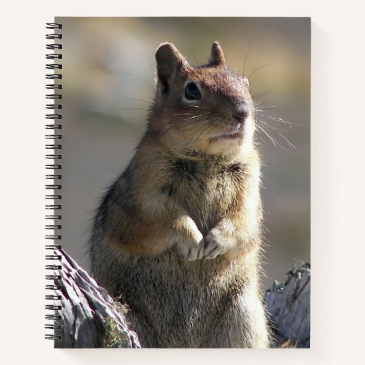 Eichhörnchen-Foto Notizbuch (Vorderseite)