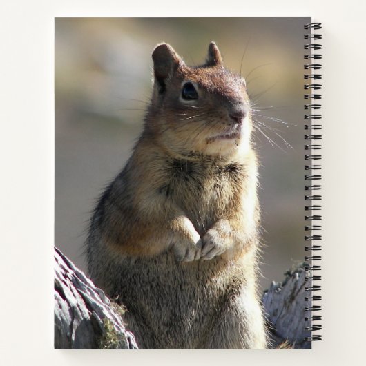 Eichhörnchen-Foto Notizbuch (Rückseite)