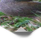 Eichhörnchen Foto Poster (Ecke)