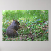 Eichhörnchen Foto Poster (Vorne)