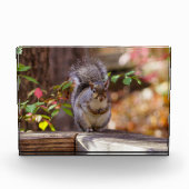 Eichhörnchen Fotoblock (Vorderseite)