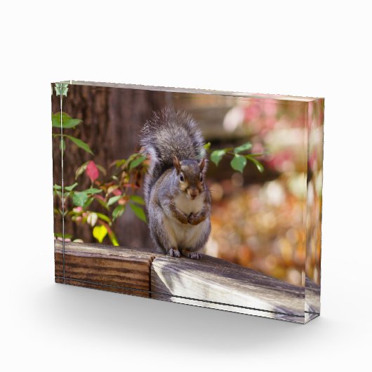 Eichhörnchen Fotoblock (Rechts)